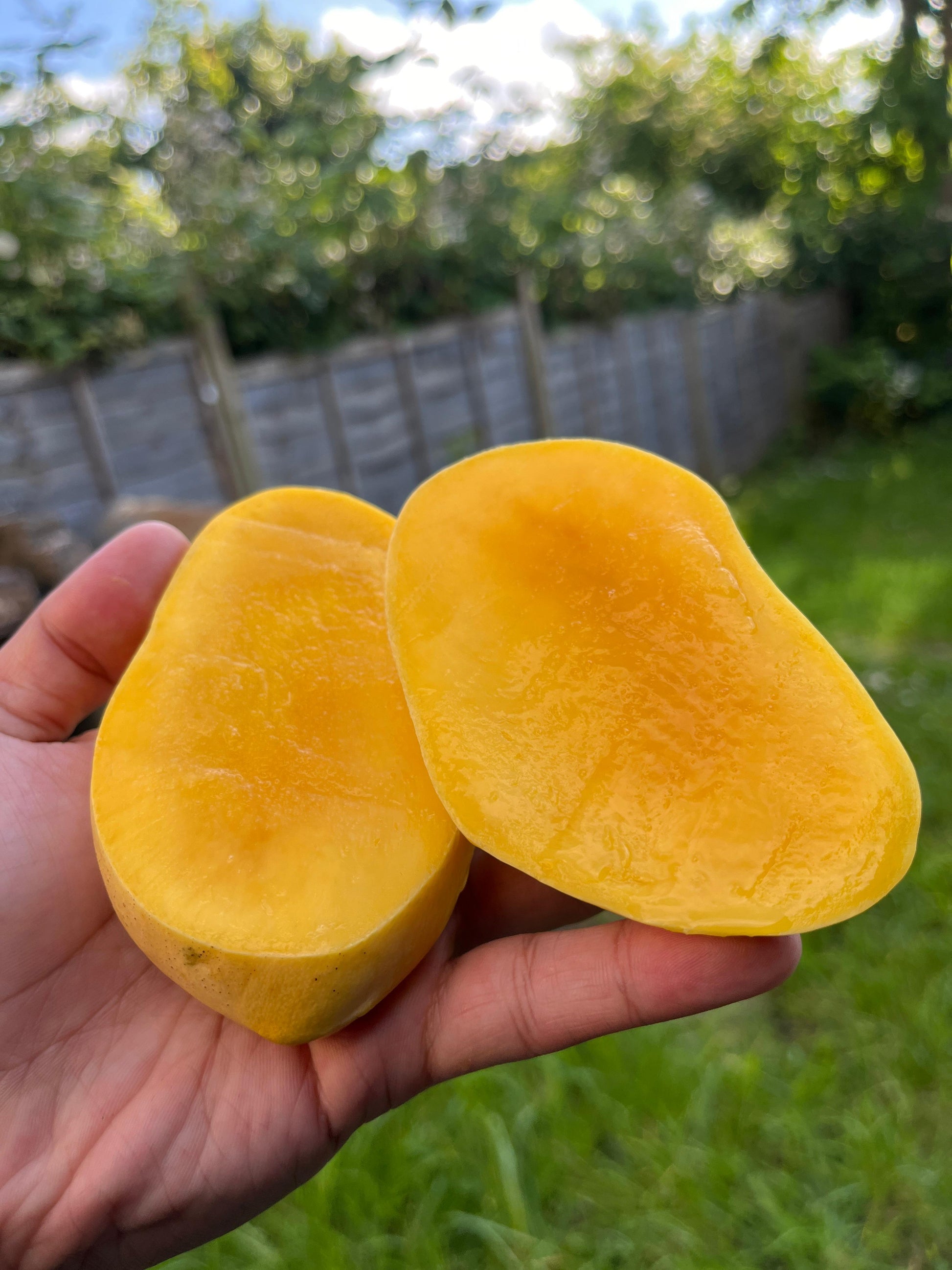 Box of Filipino Carabao Mango 1KG ready for London and UK mainland delivery