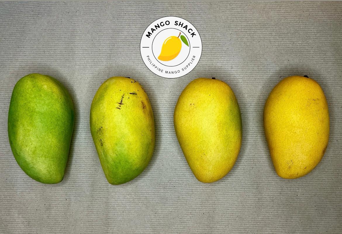 Unripe Carabao Mango 1KG to ripen at home